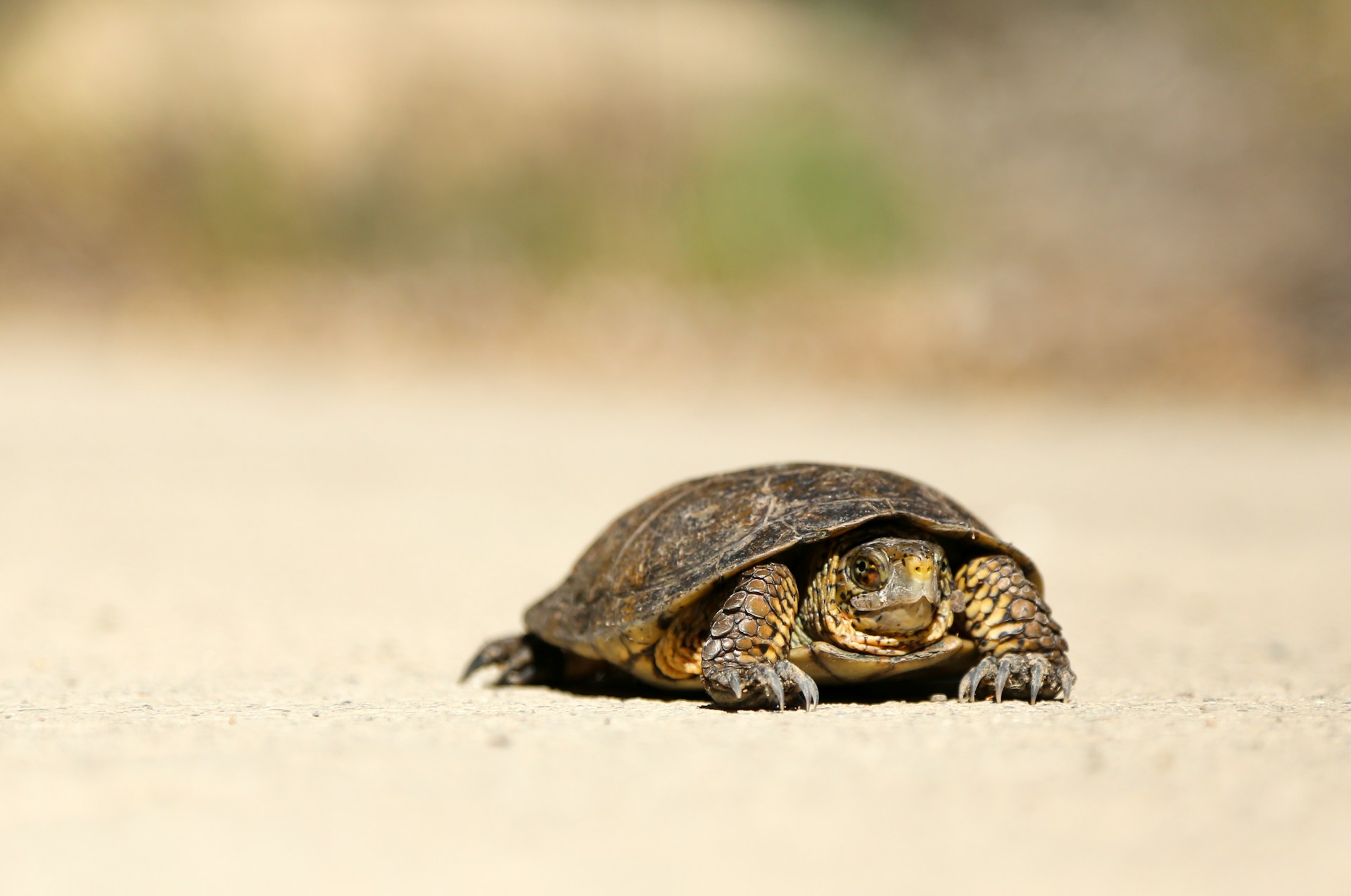 When to upgrade your web hosting - well, if your site is running as slow as this picture of a tortoise on a beach, that's a pretty good sign!